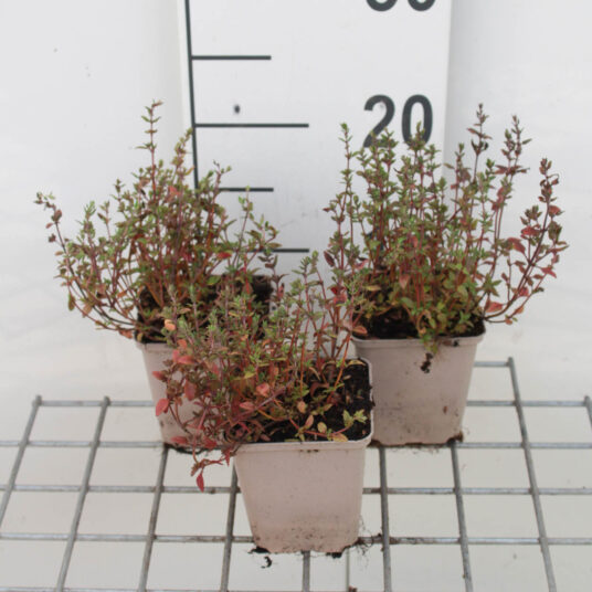Thymus vulgaris