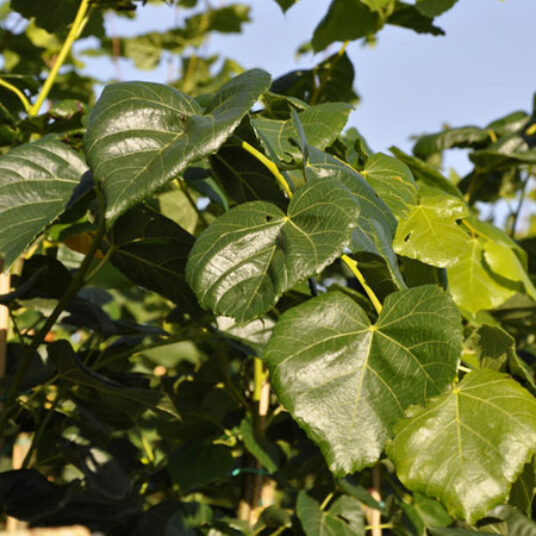Tilia eur. 'Euchlora'