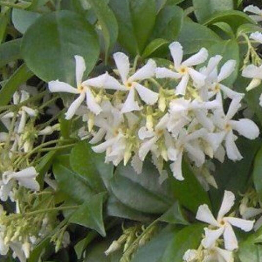 Trachelospermum jasminoides