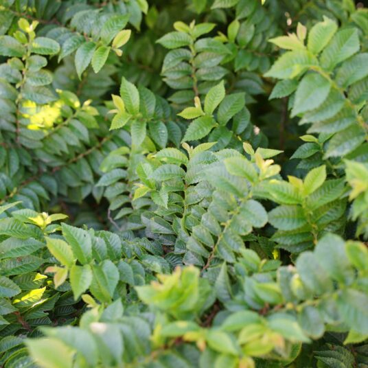 Ulmus minor 'Jacqueline Hillier'