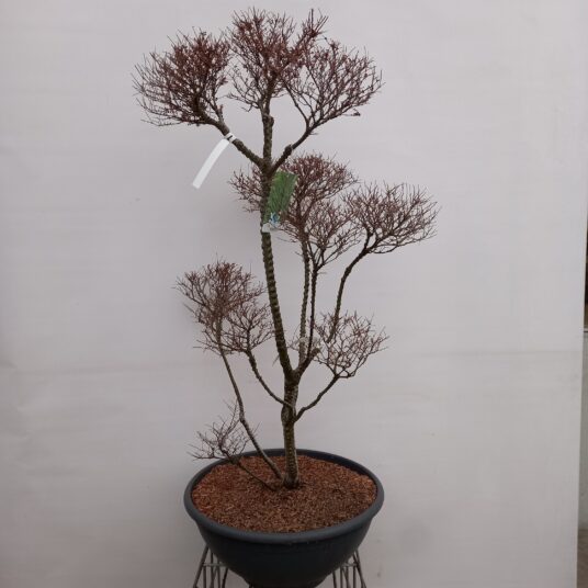 Ulmus parv. 'Seiju'