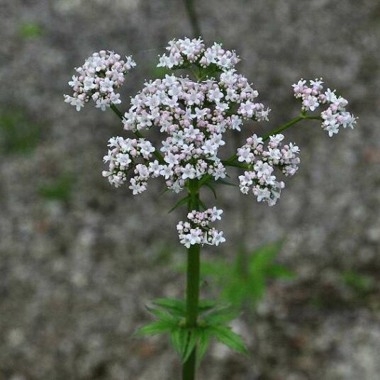Valeriana officinalis