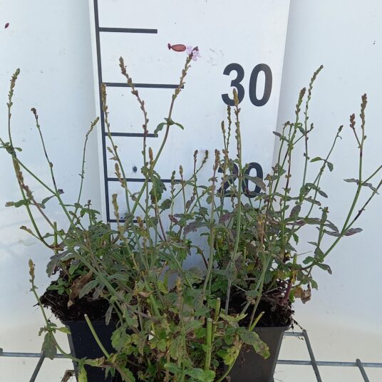 Verbena officinalis