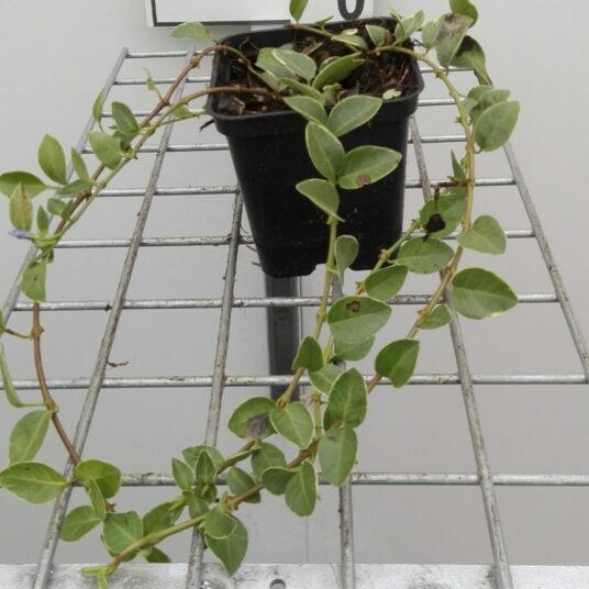 Vinca minor 'Argenteovariegata'