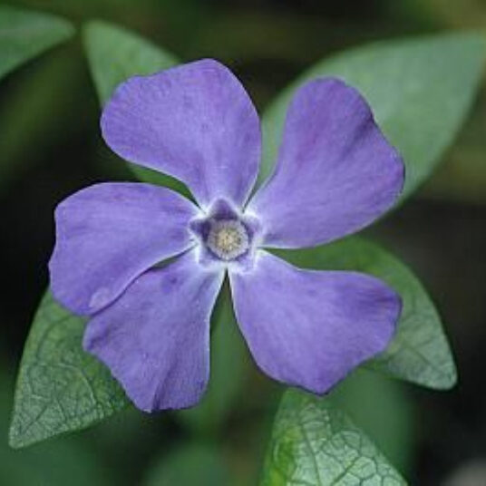 Vinca minor 'La Grave' (='bowles variety')