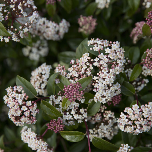 Viburnum tinus 'Eve Price'