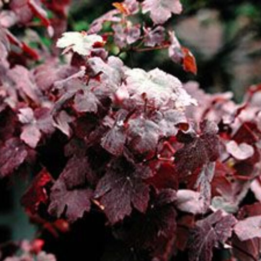 Vitis vin. 'Purpurea'
