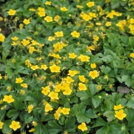 Waldsteinia ternata