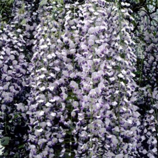 Wisteria fl. 'Multijuga' (=macrobot./naganoda)