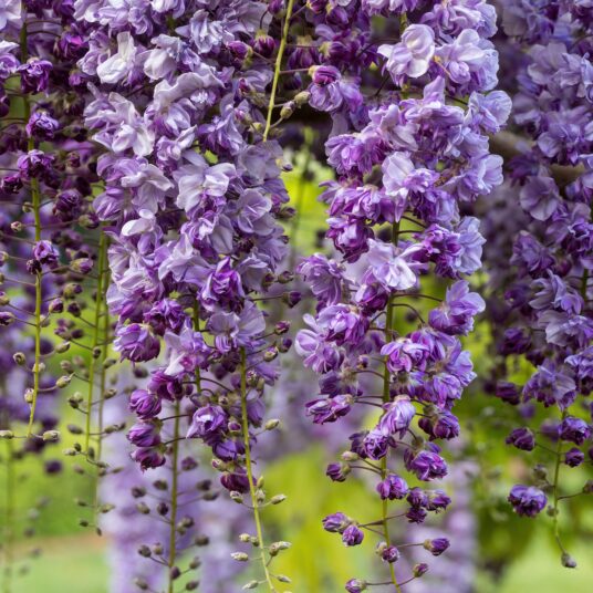 Wisteria fl. 'Violacea Plena' (='black dragon')