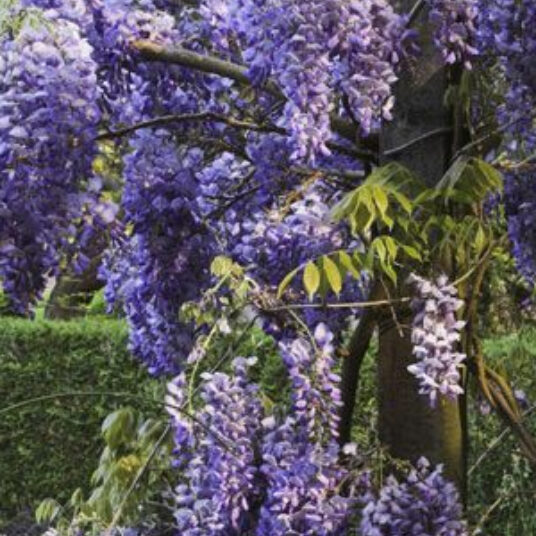 Wisteria sin. 'Prolific' (= 'boskoop')