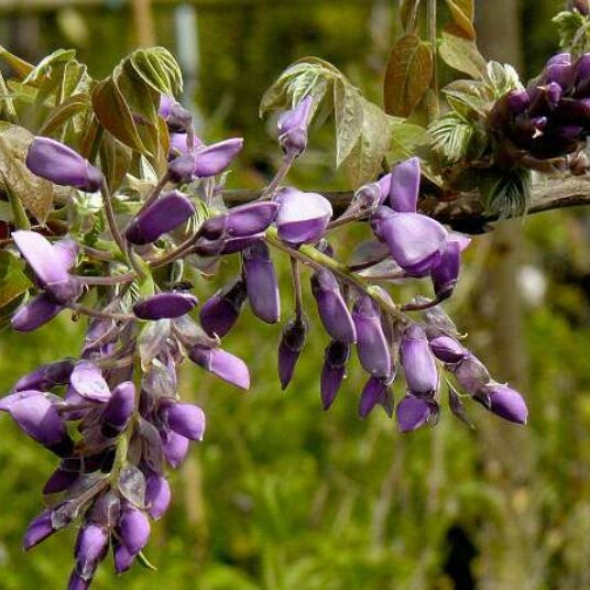 Wisteria brach. 'Yokohama Fuji'