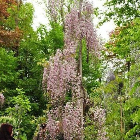 Wisteria fl. 'Honbeni' (= 'rosea/pink ice')