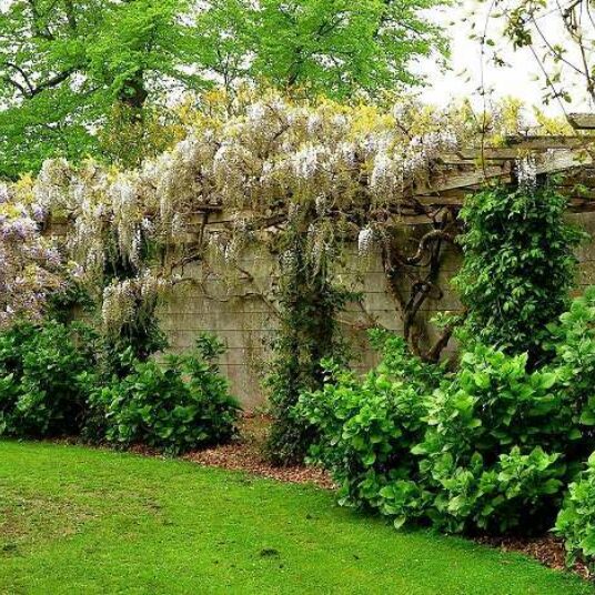 Wisteria sin. 'Alba'