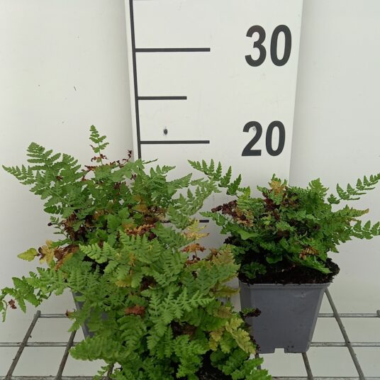 Woodsia obtusa
