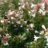 Abelia grand. 'Prostrata'