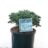 Abies kor. 'Brilliant'