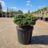 Abies kor. 'Brilliant'