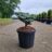 Abies kor. 'Kohout's Icebreaker'®