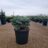 Abies kor. 'Tannja'