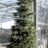 Abies nordm. 'Ambrolauri'