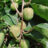 Actinidia arguta 'Issai'