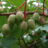 Actinidia arguta 'Weiki' (mnl)