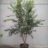Acer buergerianum (= trifidum)