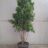 Acer campestre