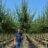 Acer campestre