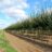 Acer campestre