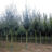 Acer campestre