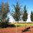 Acer campestre