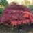 Acer palm. 'Garnet' (='dissect. garnet')