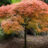Acer palm. 'Ornatum' (='diss atrop./diss ornatum')