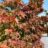 Acer palm. 'Osakazuki'