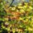 Acer palm. 'Summer Gold'