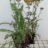 Achillea hybr. 'Feuerland'