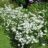 Achillea ptarm. 'The Pearl'