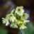 Aconitium lycoctonum