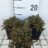 Acaena micr. 'Dichte Matte'
