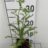 Achillea mil. 'Excel'
