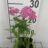 Achillea mil. 'Pink Grapefruit'