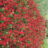 Achillea mil. 'Pomegranate'