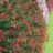 Achillea mil. 'Summerwine'