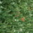 Achillea mil. 'Walter Funcke'