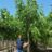 Acer negundo