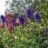 Aconitum napellus
