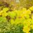 Acer opalus