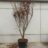 Acer palm. 'Arakawa'
